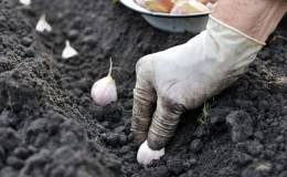 Wir übernehmen die Weisheit erfahrener Gärtner - und pflanzen dann vor dem Winter Knoblauch und was Vorgänger schaden können