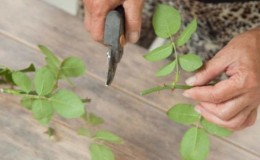 Instructies voor beginnende tuinders: hoe een klimroos met stekken in de zomer in fasen te vermeerderen