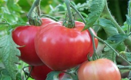 Petua dari tukang kebun yang berpengalaman untuk menanam tomato 