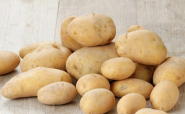 Young but promising German potato variety 