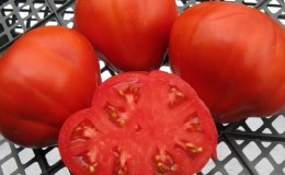 Stable in yield and disease-resistant tomato 