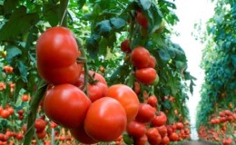 Überprüfung der besten Sorten von hohen Tomaten für offenes Gelände: Hilfe bei der Auswahl und Bewertung der Sommerbewohner