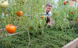 Wat is mulchen, waar is het voor en is het mogelijk om tomaten te mulchen met zaagsel: tips en trucs