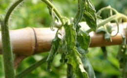 What is tomato bacteriosis, why does it appear in the greenhouse, and how to quickly and effectively cure it