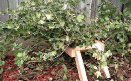 Schritt-für-Schritt-Anleitung zur Pflege von Stachelbeeren im Herbst und zur Vorbereitung auf den Winter