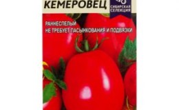 Разнообразието, с което определено ще бъдете доволни - доматът Кемеровец и тайните на правилната грижа за него