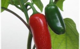 Wat is Jalapeno-peper, hoe wordt het gekweekt en gebruikt