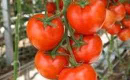 What are determinant tomatoes: we understand the concept and get acquainted with the best representative varieties