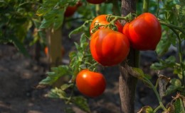 Fleshy and very tasty tomato 