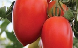 Hybrid tomato 