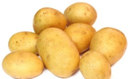 Ideal potato variety for winter purchase: 