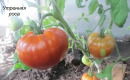 Soiuri universale de tomate cu maturare timpurie - Tomate 