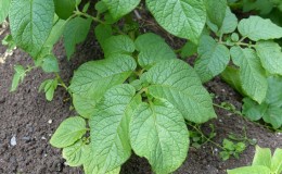 What are the diseases of potato tops: description and treatment