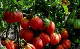 Warum es sich lohnt, eine Tomate anzubauen Etual: die Vorteile der Sorte und Tipps für eine reichhaltige Ernte