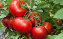 Hochertragreiche, schmackhafte und pflegeleichte Stresa-Tomaten für den Anbau im Freien oder im Gewächshaus