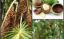 Mengapa kacang macadamia berguna dan berbahaya bagi wanita: komposisi, aplikasi, ulasan