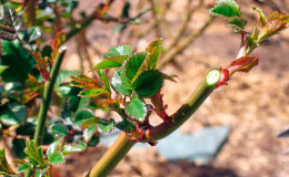 Ein Leitfaden für Anfänger zum Anbau von Rosen im Frühjahr