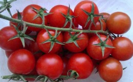 Was sind die Vorteile von Kirschtomaten für den Körper?