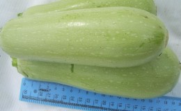 Wir züchten die krankheitsresistente Aral-Zucchini richtig und brechen Ertragsrekorde