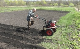 Technologie des Pflanzens von Kartoffeln mit einem handgeführten Traktor