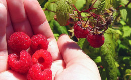 Wie und was man im Juli restliche Himbeeren füttert