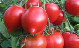 Will like the appearance and love for its taste - the tomato 