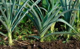 Was tun mit der Ernte? Kann Lauch für den Winter im Boden belassen werden und wie kann er am besten für die Überwinterung vorbereitet werden?