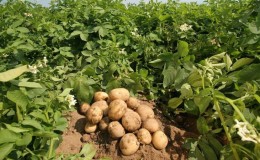 We reveal the secrets of record yields: how to grow a bucket of potatoes from one bush