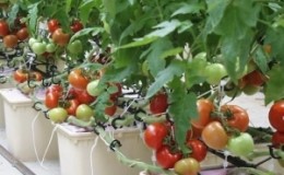 Secrets of growing tomatoes at home in hydroponics