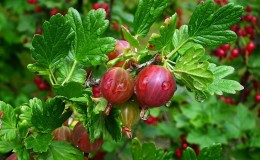 Stachelbeerfrucht - Beschreibung und Eigenschaften