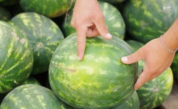 Wie man eine reife und süße Wassermelone wählt: worauf man beim Kauf und bei der Auswahl einer Frucht im Garten achten muss