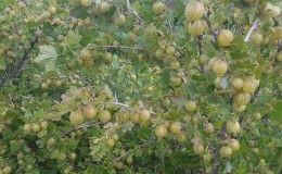 Warum Stachelbeeren und Blätter zerbröckeln und wie man damit umgeht