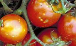 What is the danger of bacterial cancer of tomatoes and how to deal with it on your own: folk methods and advice from summer residents with experience