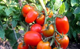 An early maturing variety, ideal for a cool climate - Buyan tomato and instructions for its cultivation