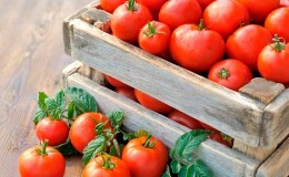 We zullen leren hoe we tomaten thuis kunnen bewaren en tot de winter genieten van vers fruit