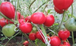 Een ideale variëteit voor een rijke, smakelijke, vroege tomatenoogst: Skorospelka-tomaat