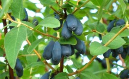 Wie man Geißblatt richtig aus Beeren züchtet: Schritt für Schritt Anleitung