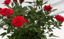 Wie man eine Hausrosenrose pflegt - ein Leitfaden für Anfänger