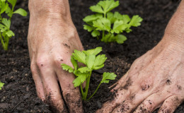 Voorwaarden en regels voor het planten van selderij voor beginnende zomerbewoners