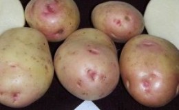 Domestic table potato variety 