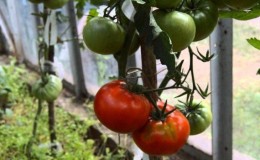 Bauen Sie Kumir-Tomaten auf Ihrem Grundstück an und genießen Sie eine frühe, reichliche Ernte