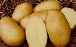 Unpretentious variety of potatoes 