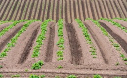 Voors en tegens van het planten van aardappelen in kammen