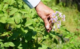 Life Hacks erfahrener Bauern: Warum Blumen aus Kartoffeln pflücken und was gibt es?