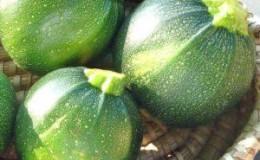 Voor- en nadelen van ronde courgette die elke zomerbewoner zou moeten weten