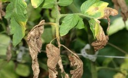 A leghatékonyabb módszer a fusarium paradicsomkezelés kezelésére: utasítások, amelyeket még a kezdő is kezelhet