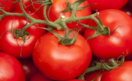 Will amaze you with its yield and taste - tomato 