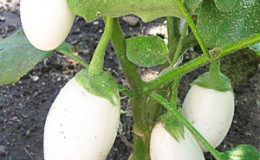 We understand the varieties of eggplant: what are their differences