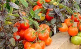 Vroege soorten tomaten voor kassen: beoordeling van de beste en aanbevelingen om te kiezen