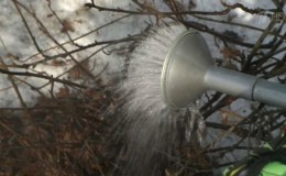 Life Hack für Gärtner: Wie man im Frühling richtig kochendes Wasser über Johannisbeeren gießt und was es gibt